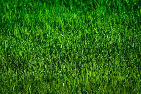 grass green background